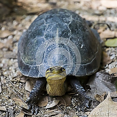 The Amboina Box Turtle