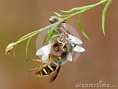 Ambush Bug With Flower Fly Prey