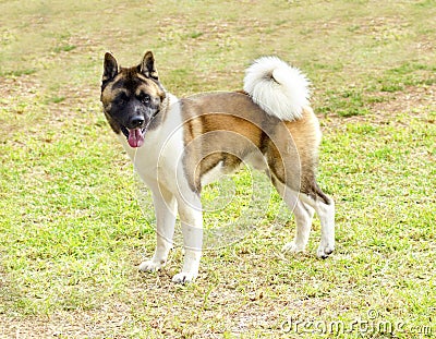 American Akita