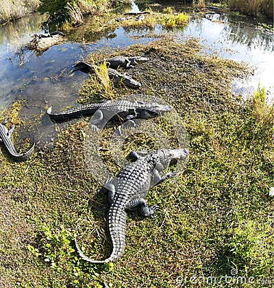 American alligator (Alligator mississippiensis)