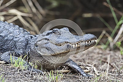 American alligator (Alligator mississippiensis)