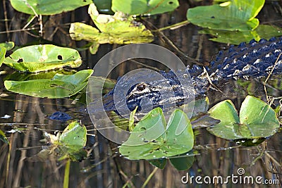 American alligator (Alligator mississippiensis)