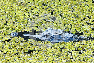 American Alligator - Alligator Mississippiensis