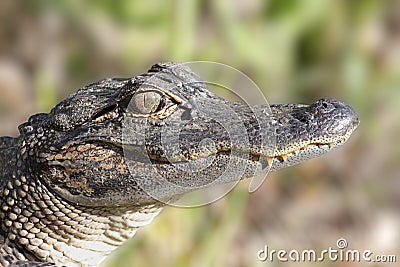 American Alligator (alligator mississippiensis)