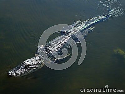 American Alligator (Alligator mississippiensis)