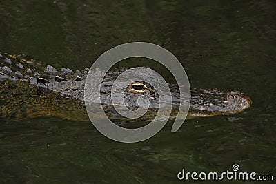 American alligator (Alligator mississippiensis) in Everglades Na