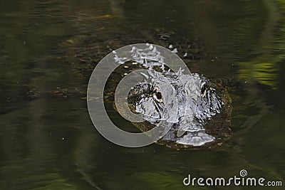 American alligator (Alligator mississippiensis) in Everglades Na