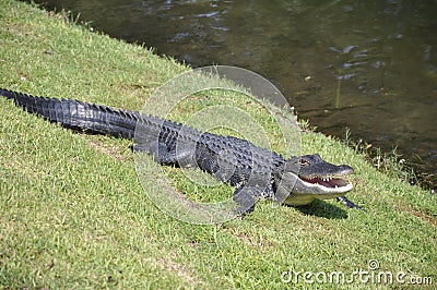 American alligator, Hilton Head Island