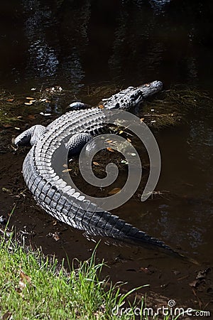 American Alligator in swamp water on Hilton Head Island South Carolina