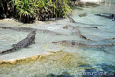 American alligators