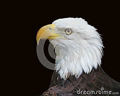 American Bald Eagle isolated on Black