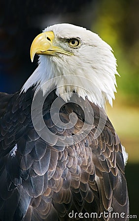 American Bald Eagle Over Shoulder against Black