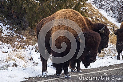 American Bison