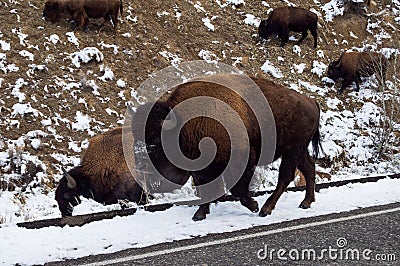 American Bison