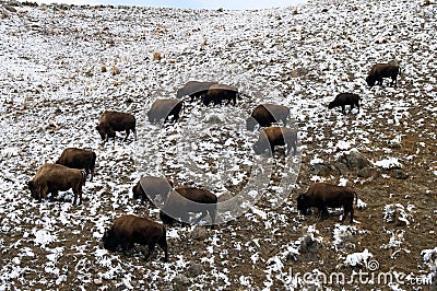 American Bison