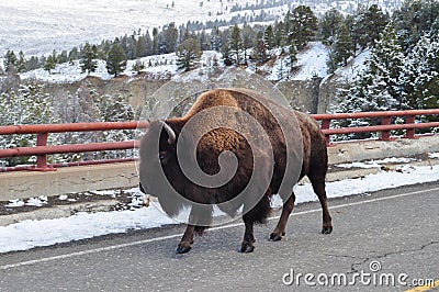 American Bison