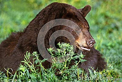 American Black Bear;Cinnamon (Ursus americanus)