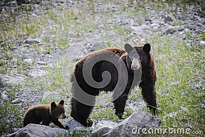 American Black Bear and Cub (Ursus americanus)