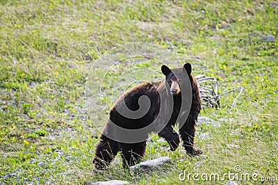 American Black Bear (Ursus americanus)