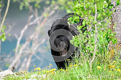 American Black Bear (Ursus americanus)