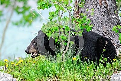 American Black Bear (Ursus americanus)