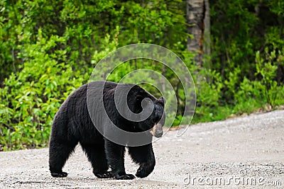 American Black Bear (Ursus americanus)