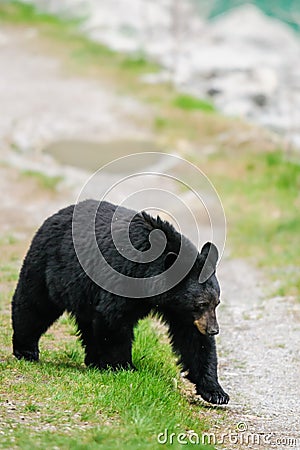 American Black Bear (Ursus americanus)