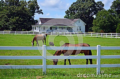 American Farm House Horse Pig Picket Fence