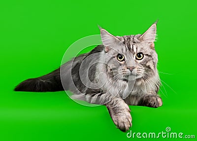 American maine coon cat