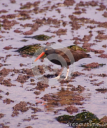 American oystercatcher walking in tide pools