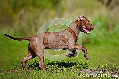 American pit bull terrier puppy running