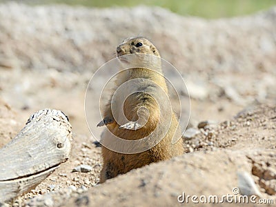 American prairie dog sitting alert to attention, phoenix, arizon