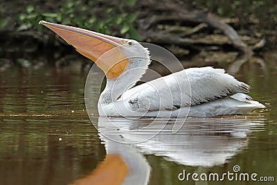 American White Pelican with Pouch Extended