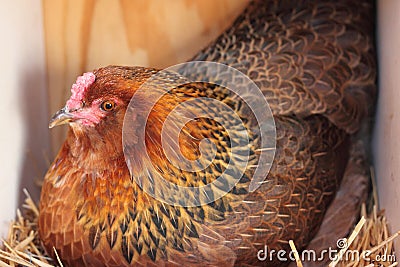 Americana Hen on Nest