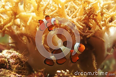 Amphiprioni ocellaris - clown fish