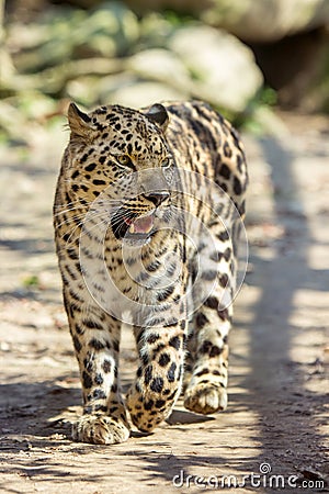 Amur leopard