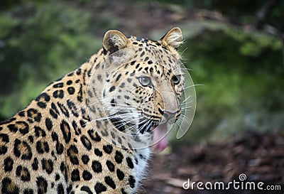 Amur Leopard panting, with tongue sticking out