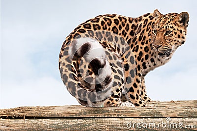 Amur Leopard turning to look behind