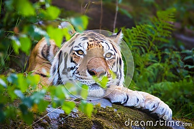 Amur tiger resting in the forest