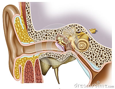 Anatomy of the ear