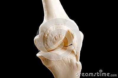 Anatomy of human knee joint