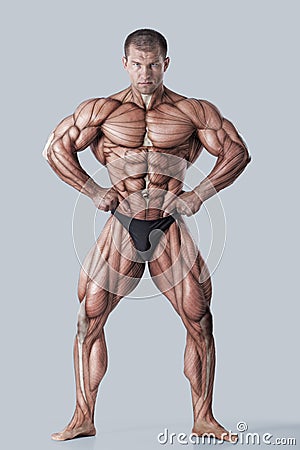 Anatomy of male muscular system