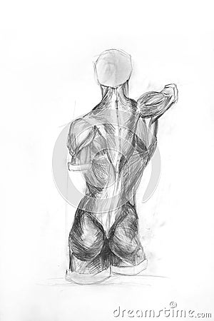 Anatomy Muscles Royalty Free Stock Image - Image: 13083546