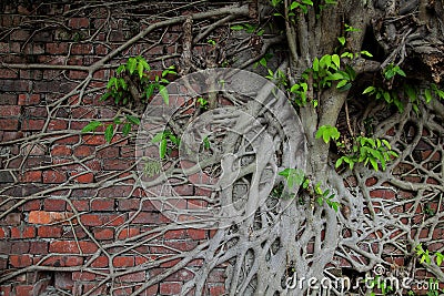 Ancient brick wall with tree root and new life