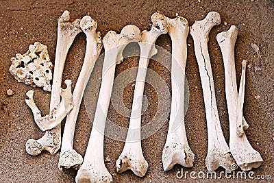Ancient Human Bones - Femur and Jaw