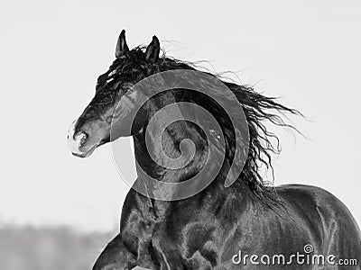 Andalusian horse portrait black and white