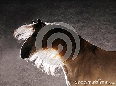 Andalusian horse silhouette against the studio light