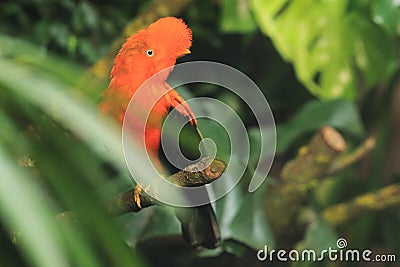 Andean cock-of-the-rock