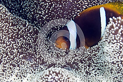 Anemonefish in a Haddon s anemone
