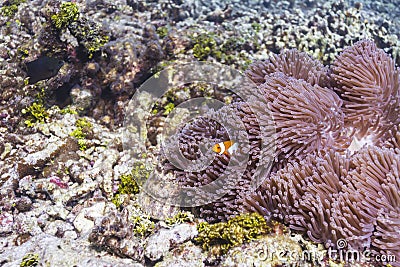 Anemonefish at Similan national park